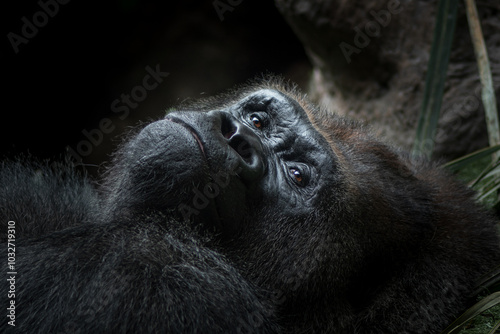 Close view of the face a gorilla. Close-up portrait of a western lowland gorilla (gorilla gorilla gorilla)
