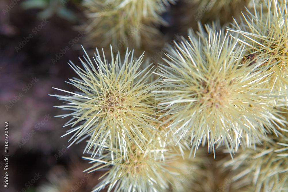 Close-up of Cactus Spines, Desert Plant, Nature Close-up of Cactus Spines, Desert Plant, Nature