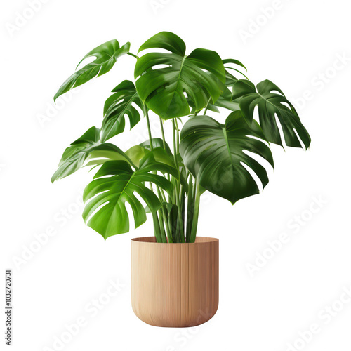 green plant is in wooden pot on transparent background