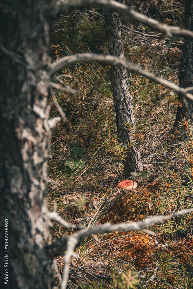 A mushroom grows among two trees in a swamp
A mushroom grows among two trees in a swamp