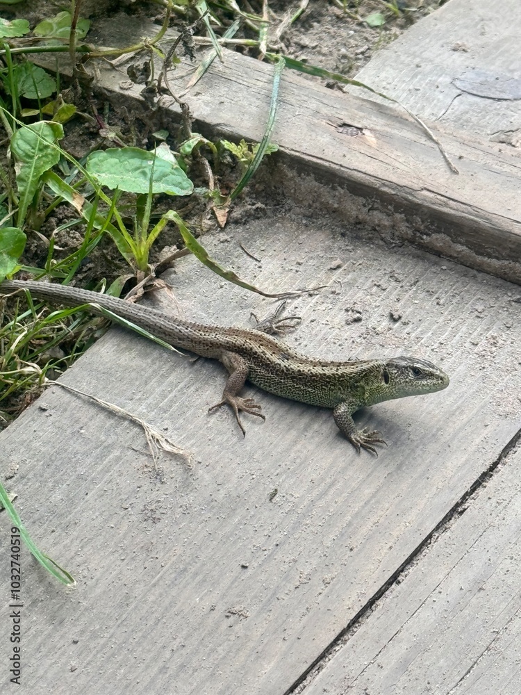 lizard, reptile, wildlife, nature, animal, forest, wood, boardwalk, mountain, habitat, sunlight, fauna, forested, woodland, green, leaves, texture, scales, basking, wild, environment, natural, eco, bi lizard, reptile, wildlife, nature, animal, forest, wood, boardwalk, mountain, habitat, sunlight, fauna, forested, woodland, green, leaves, texture, scales, basking, wild, environment, natural, eco, bi
