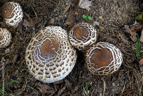 Chlorophyllum  rhacodes or Shaggy Parasol in the shade of a Maple tree in early Autumn. It is a fairly common mushroom found mainly in or beside woods and hedges.