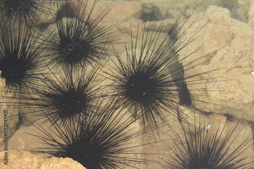 Large sea urchins with long black spines cling to a rock in shallow water. photo