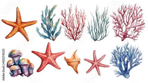 Marine Life Illustration photo