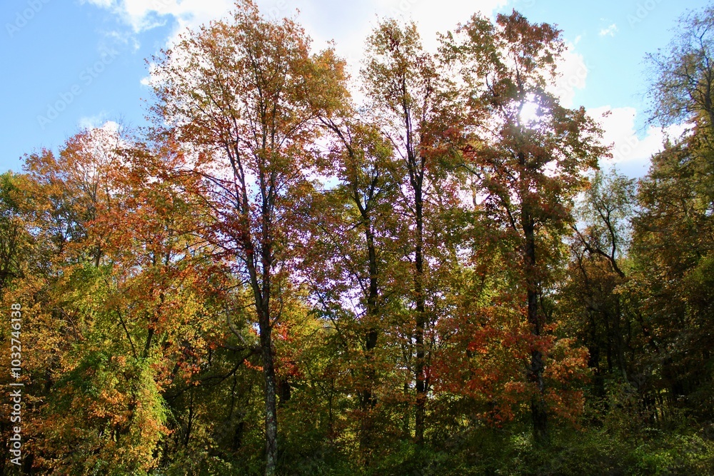 Obraz premium trees in autumn