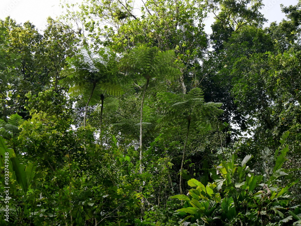 Fototapeta premium wes indian tree ferns and lush foliage of tropical rainforest in guadeloupe, west indies. Green jungle background in basse terre island