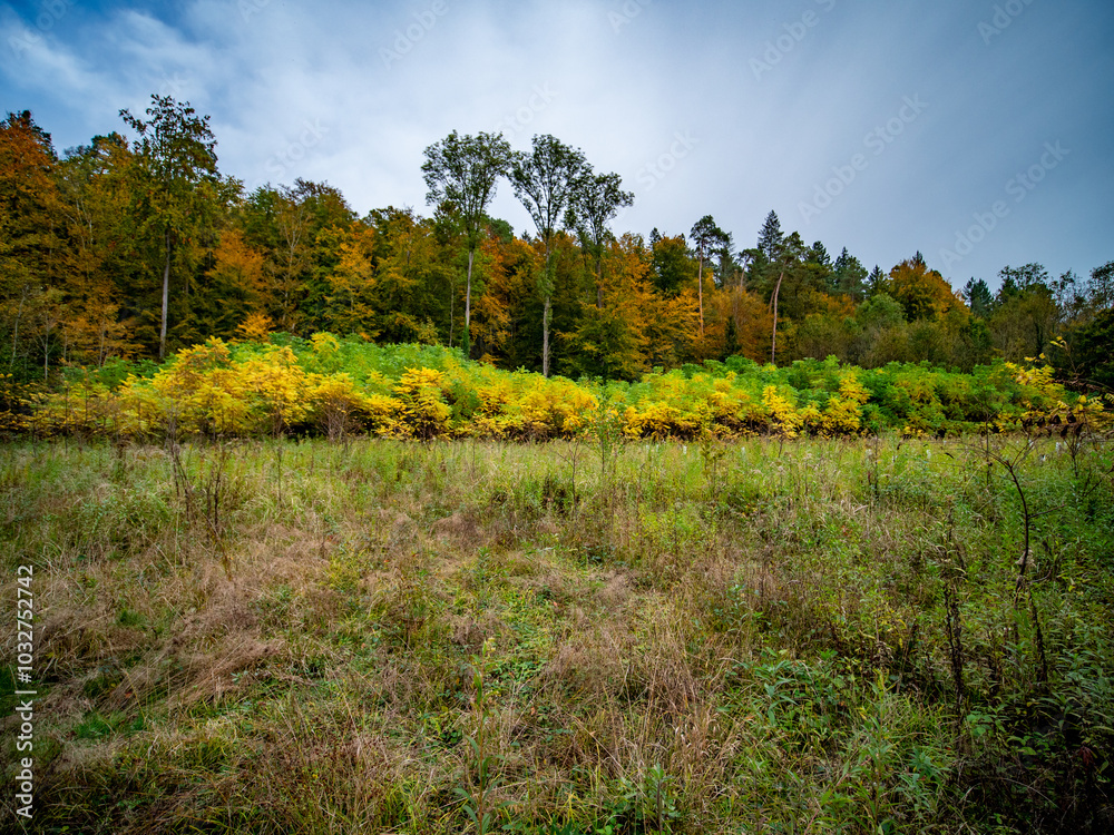 Herbst im Mischwald Herbst im Mischwald
