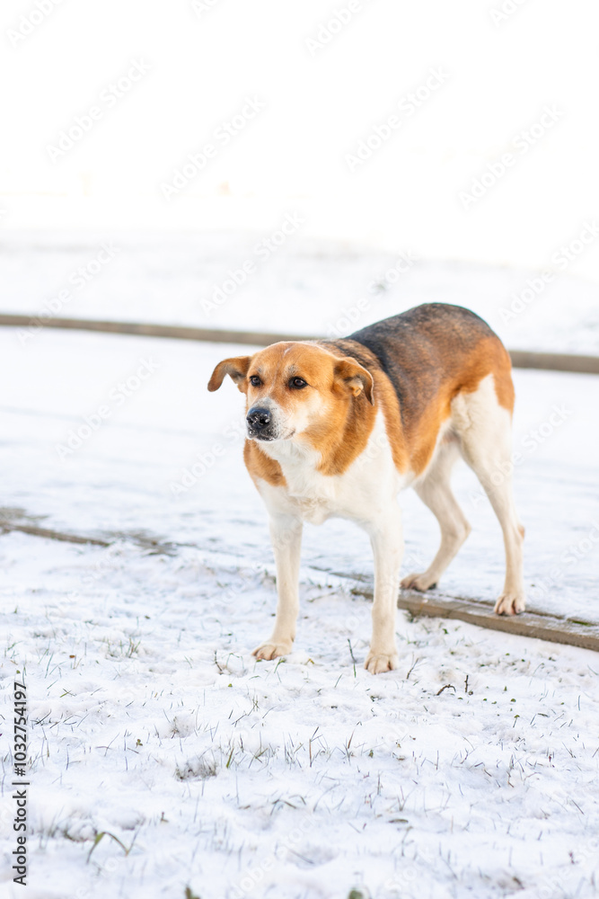 A homeless, large white-and-tan old dog on the street in the harsh winter cold is searching for shelter A homeless, large white-and-tan old dog on the street in the harsh winter cold is searching for shelter