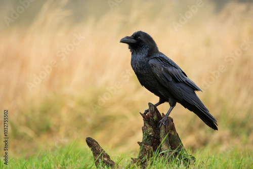 A raven sitting on a stump against a background of warm colors