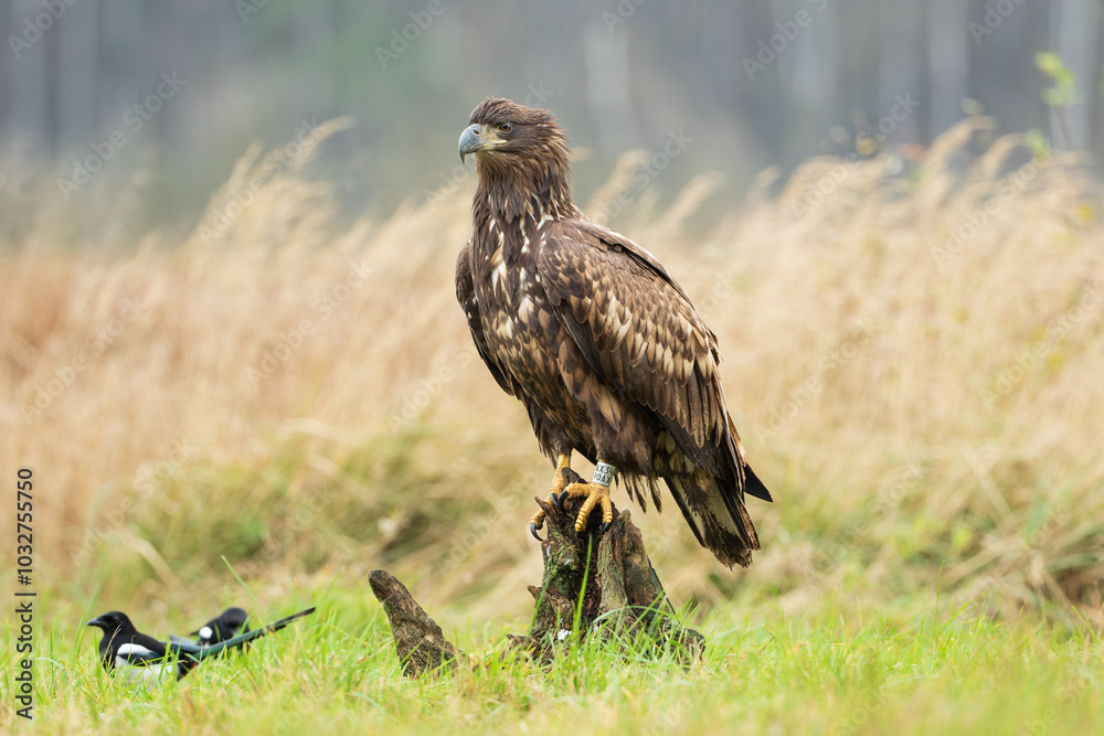 Fototapeta premium A bald eagle sitting on a stump looking at a two magpies