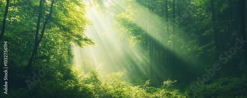 Sunlight streaming through a lush green forest