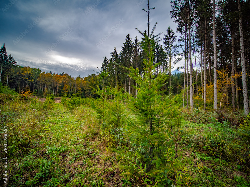 Wiederaufforstung nach Abholzung im Mischwald