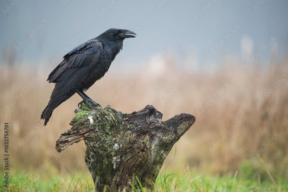 Naklejka premium Portrait of a raven sitting on a stump