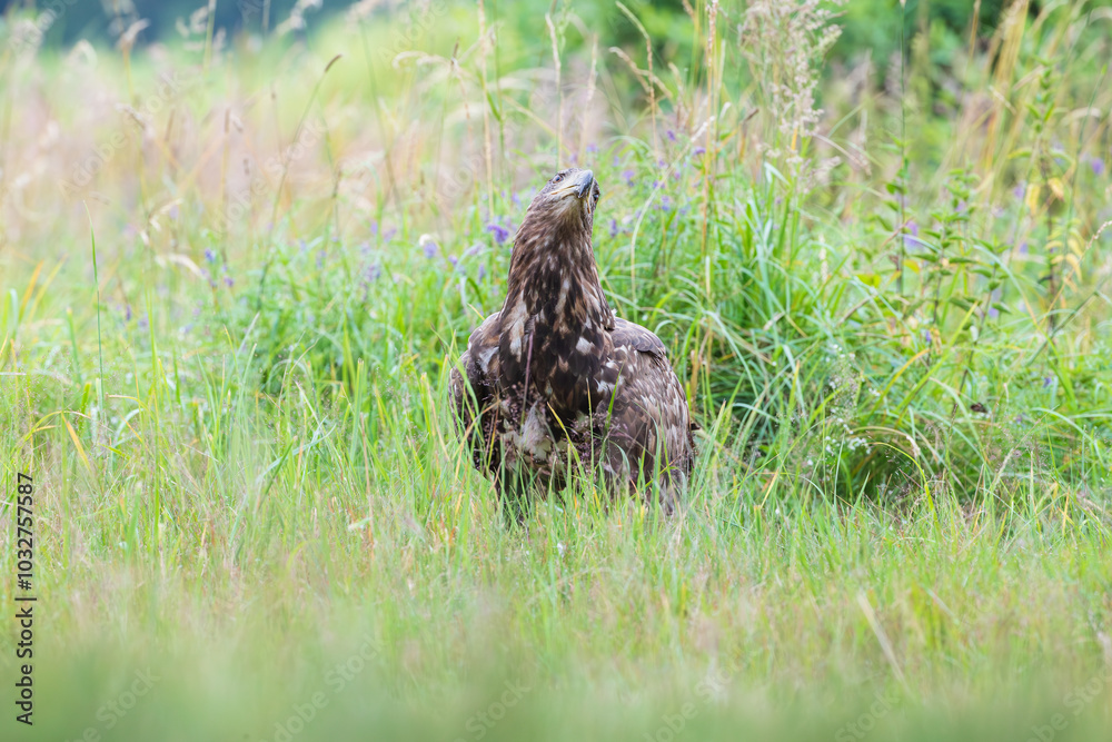 White-tailed eagle in the meadow looking at the sky