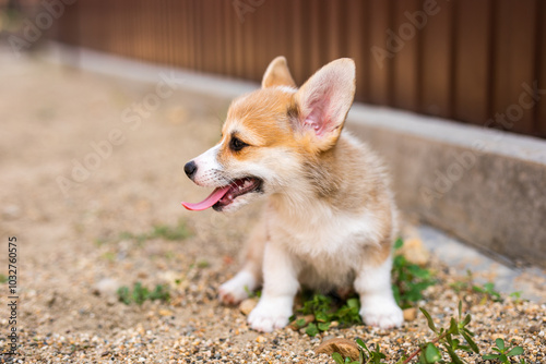 Welsh corgi pembroke puppy playing in the yard