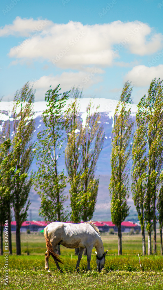 Fototapeta premium Horse Grazing in a Spring Meadow with Mountains in the Background