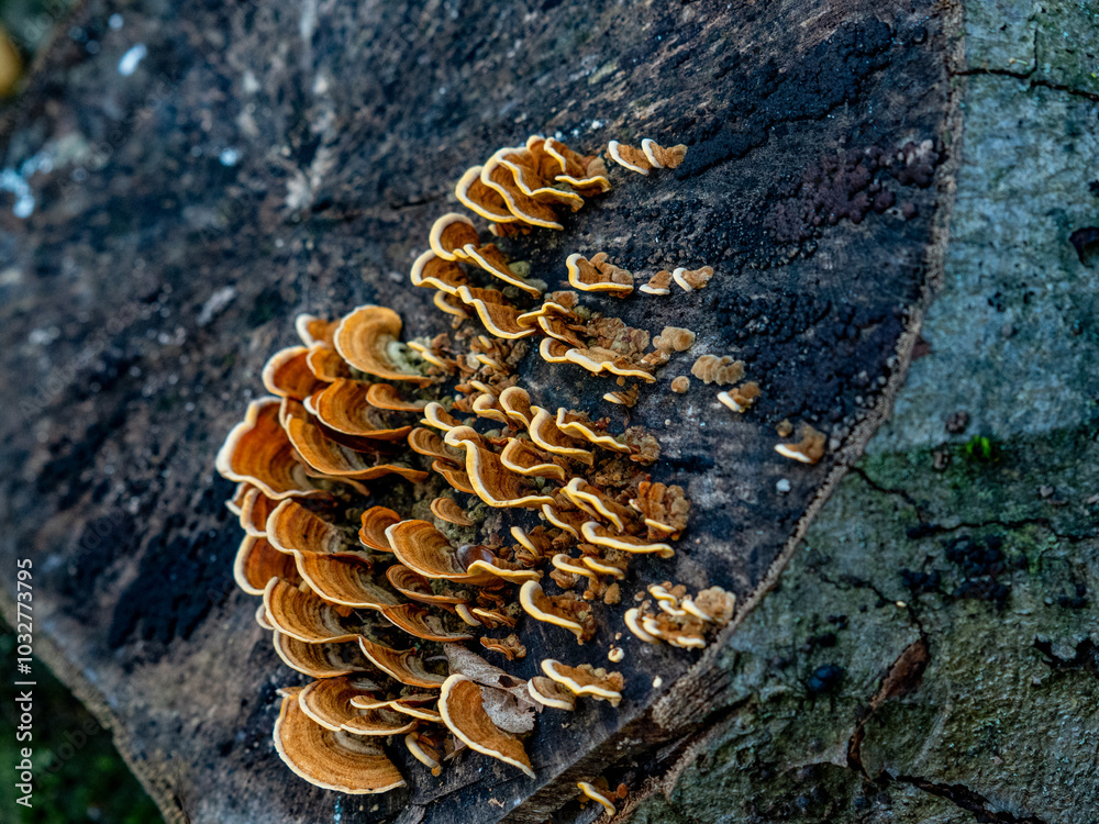 Baumpilze auf einem Baumstamm im Herbst Baumpilze auf einem Baumstamm im Herbst