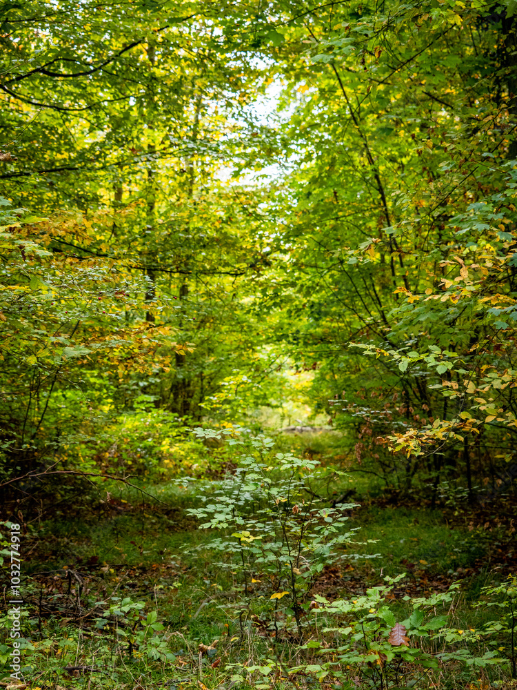 Fototapeta premium Herbst im Mischwald