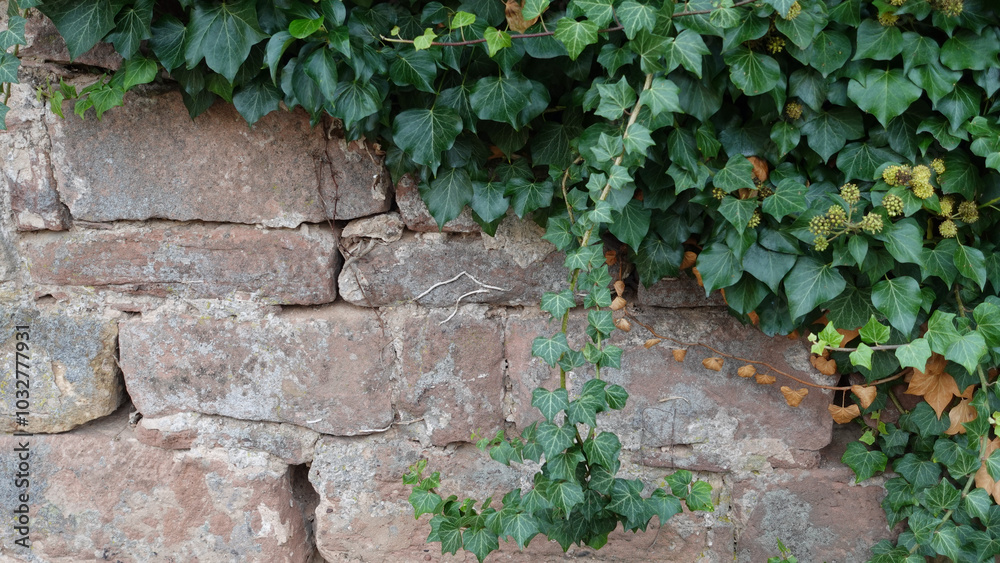 Ivy Climbing on a Rustic Stone Wall in a Tranquil Outdoor Setting Ivy Climbing on a Rustic Stone Wall in a Tranquil Outdoor Setting