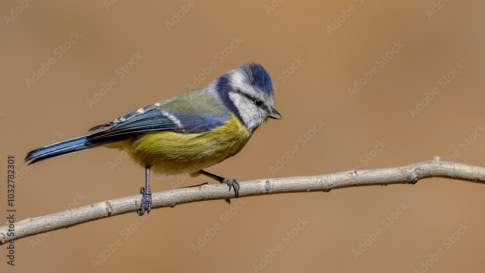 Eurasian Blue Tit bird perching on a branch Eurasian Blue Tit bird perching on a branch