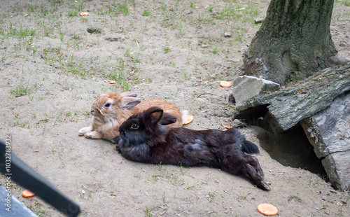 Black and red rabbits lie in the barnyard on a farm. Animals in agriculture