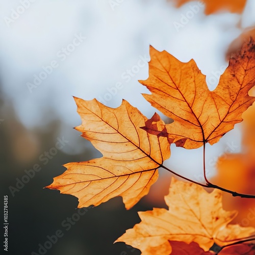 autumn leaves webpage banner image