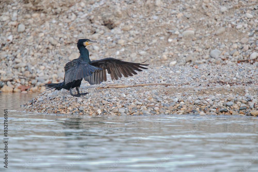 cormorant in flight