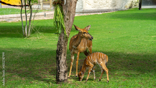 Female lowland nyala with baby fawn in Safari Park of Dubai, UAE. Artidactyl antelope from Southern Africa. Family Bovidae, genus Tragelaphus photo