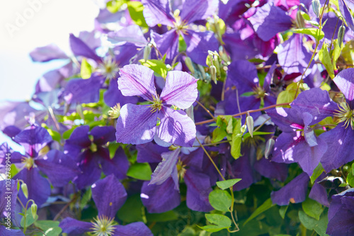 Nature, outdoor and bush of flowers in garden for growth, botany and environment in spring. Leaves, blossom and closeup of organic purple clematis jackmanii floral plants with petals in bloom at park photo