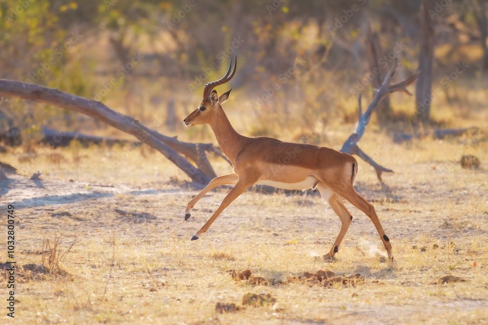 Impala (Aepyceros melampus) leaping over tall grass in Savuti Marsh in Okavango Delta Impala (Aepyceros melampus) leaping over tall grass in Savuti Marsh in Okavango Delta
