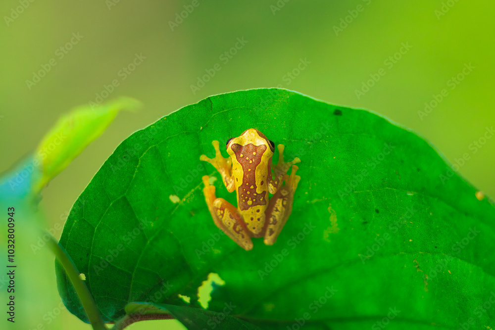 Obraz premium Harlequin Treefrog (Dendropsophus ebraccatus), Dendropsophus ebraccatus, also known as the hourglass treefrog, referring to the golden-brown hourglass shape seen surrounded by skin yellow on its back.