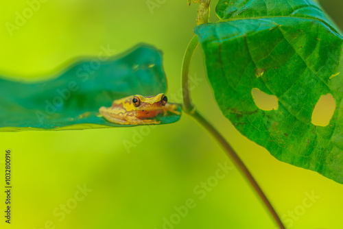 Harlequin Treefrog (Dendropsophus ebraccatus), Dendropsophus ebraccatus, also known as the hourglass treefrog, referring to the golden-brown hourglass shape seen surrounded by skin yellow on its back. photo