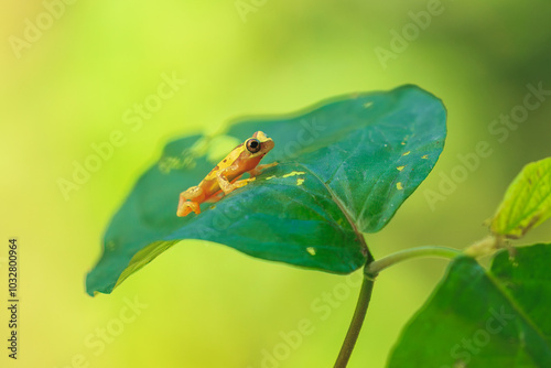 Harlequin Treefrog (Dendropsophus ebraccatus), Dendropsophus ebraccatus, also known as the hourglass treefrog, referring to the golden-brown hourglass shape seen surrounded by skin yellow on its back. photo