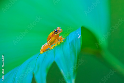 Harlequin Treefrog (Dendropsophus ebraccatus), Dendropsophus ebraccatus, also known as the hourglass treefrog, referring to the golden-brown hourglass shape seen surrounded by skin yellow on its back. photo