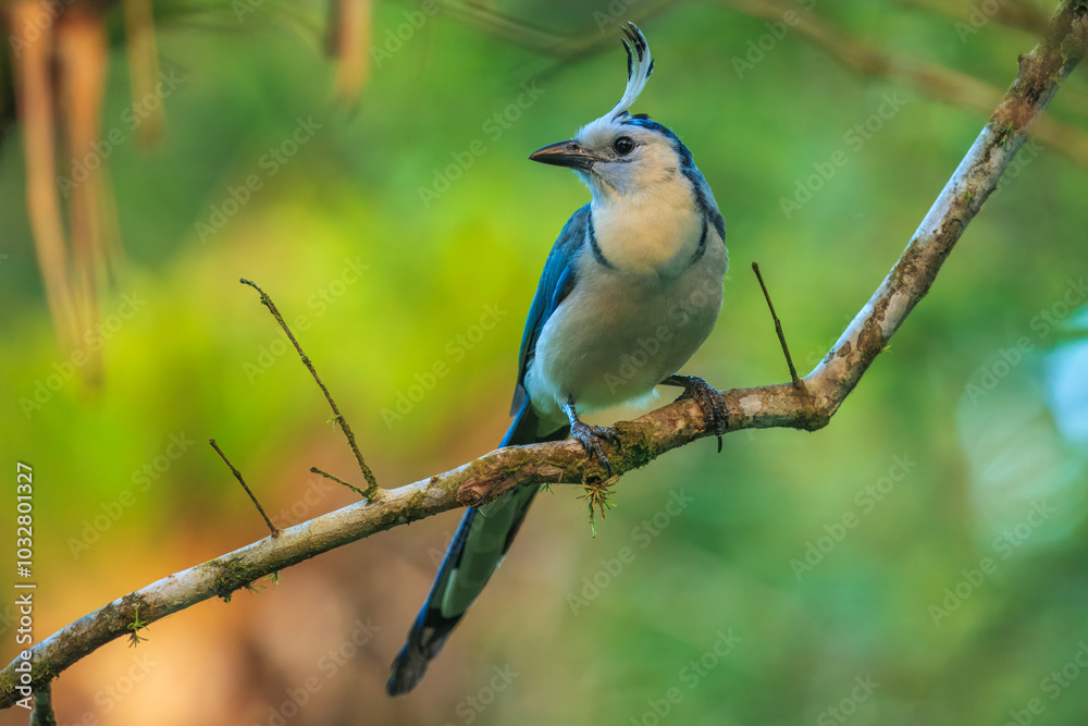 The white-throated magpie-jay (Calocitta formosa) is a large Central American species of magpie-jay. It ranges in Pacific-slope thorn forest from Jalisco, Mexico to Guanacaste, Costa Rica. The white-throated magpie-jay (Calocitta formosa) is a large Central American species of magpie-jay. It ranges in Pacific-slope thorn forest from Jalisco, Mexico to Guanacaste, Costa Rica.