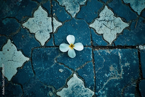 A Single White Plumeria Flower on a Cracked Stone Path photo