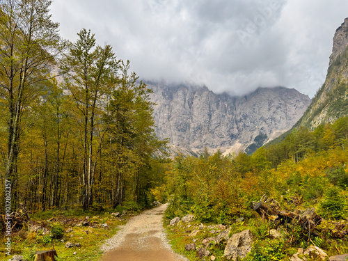 a path through a mountain forest in cloudy weather. landscape photography. lush greenery. mountain view