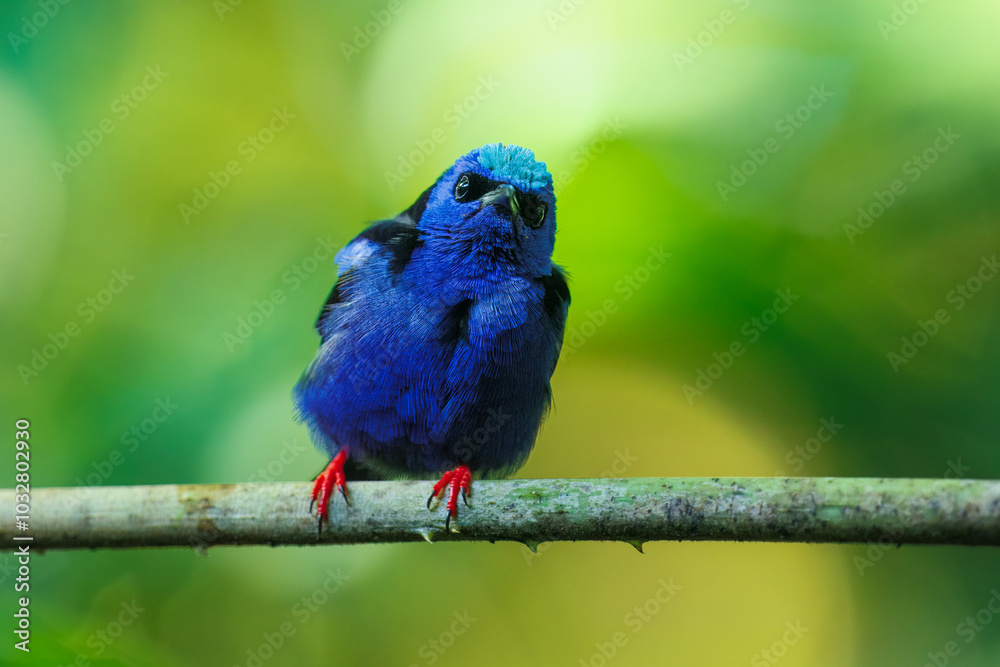 Fototapeta premium Red-legged honeycreeper (Cyanerpes cyaneus) is a small songbird species in the tanager family (Thraupidae). It is found in the tropical New World from southern Mexico south to Peru