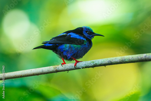 Red-legged honeycreeper (Cyanerpes cyaneus) is a small songbird species in the tanager family (Thraupidae). It is found in the tropical New World from southern Mexico south to Peru photo