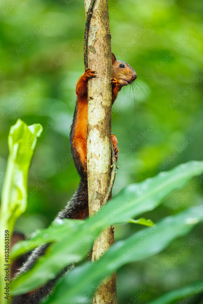 Obraz premium Variegated squirrel (Scariegated squirrel (Sciurus Variegatoides) is a tree squirrel in the genus Sciurus found in Costa Rica, El Salvador, Guatemala, Honduras, southern Mexico, Nicaragua, and Panama
