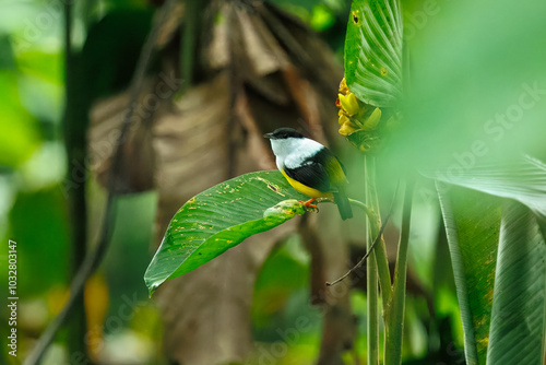 White-collared manakin (Manacus candei) is a passerine bird in the manakin family. It is a resident breeder in the tropical New World from southeastern Mexico to Costa Rica 