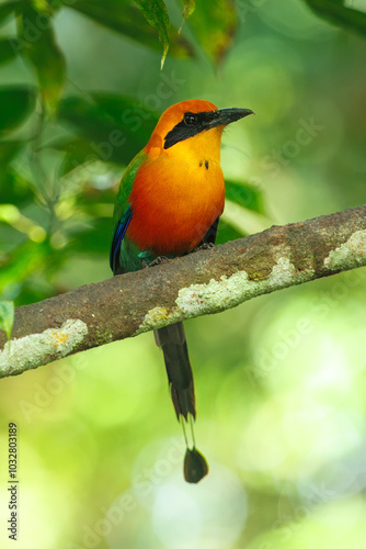 The rufous motmot (Baryphthengus martii) is a near-passerine bird in the family Momotidae. It is found from northeastern Honduras south to western Ecuador, northern Bolivia, and western Brazil photo