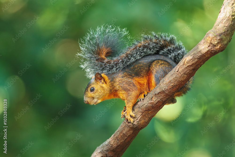 Variegated squirrel (Scariegated squirrel (Sciurus Variegatoides) is a tree squirrel in the genus Sciurus found in Costa Rica, El Salvador, Guatemala, Honduras, southern Mexico, Nicaragua, and Panama Variegated squirrel (Scariegated squirrel (Sciurus Variegatoides) is a tree squirrel in the genus Sciurus found in Costa Rica, El Salvador, Guatemala, Honduras, southern Mexico, Nicaragua, and Panama