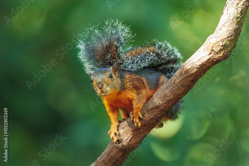 Variegated squirrel (Scariegated squirrel (Sciurus Variegatoides) is a tree squirrel in the genus Sciurus found in Costa Rica, El Salvador, Guatemala, Honduras, southern Mexico, Nicaragua, and Panama photo