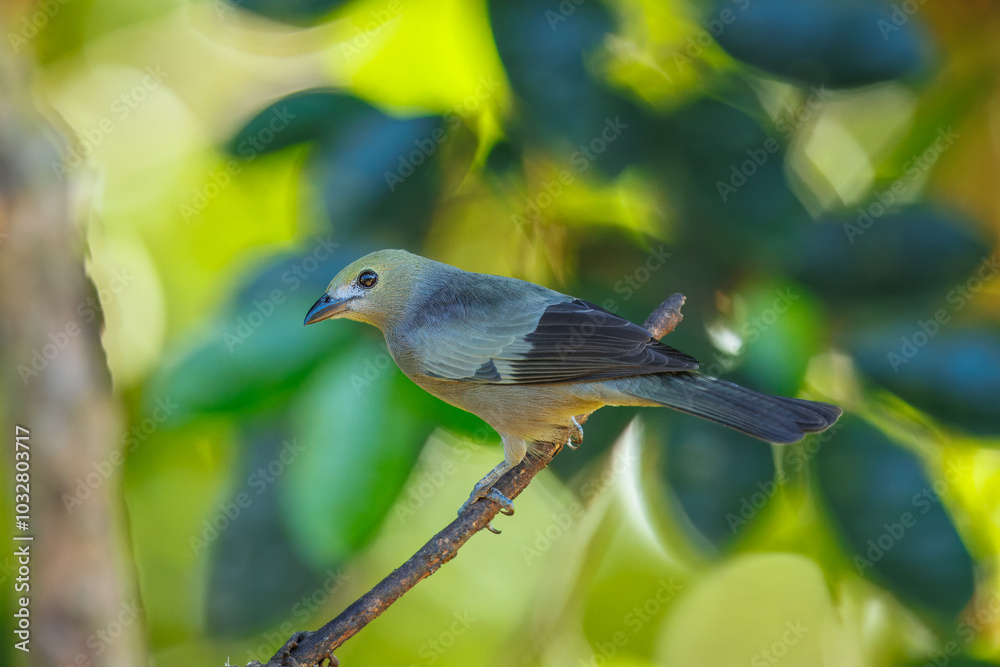 Fototapeta premium Palm tanager (Thraupis palmarum) is a medium-sized passerine bird. Bird perched on tree trunk. La Fortuna, Volcano Arenal, Wildlife and birdwatching in Costa Rica.