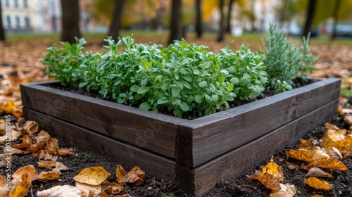 Raised garden bed filled with freshly planted winter herbs like thyme and rosemary, dusted with light frost and surrounded by fallen leaves 