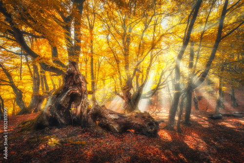 Magical old trees with sun ...