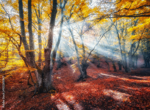 Magical old trees with sun ...