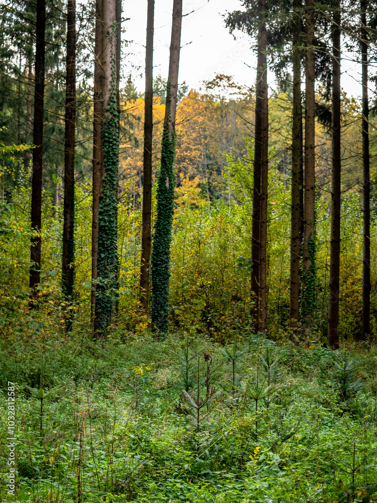 Fototapeta premium Wiederaufforstung im Mischwald im Herbst
