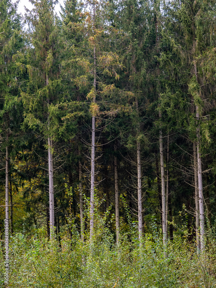 Wiederaufforstung im Mischwald im Herbst